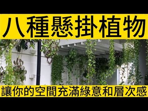 吊掛植栽|【吊掛植栽】11種超美吊掛盆栽，新手也能輕鬆養活，為居家增添。